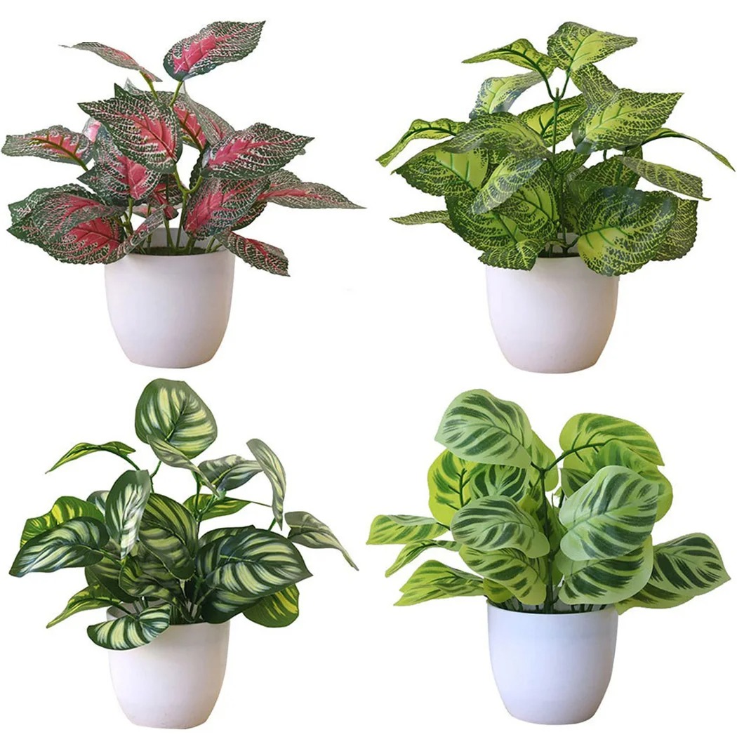 Snake Plant - 1 قطعة وعاء نبات أوراق الشجر