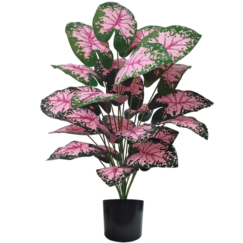 نباتات أوراق وردية بوعاء نباتا - مراجعة Snake Plant وسعره