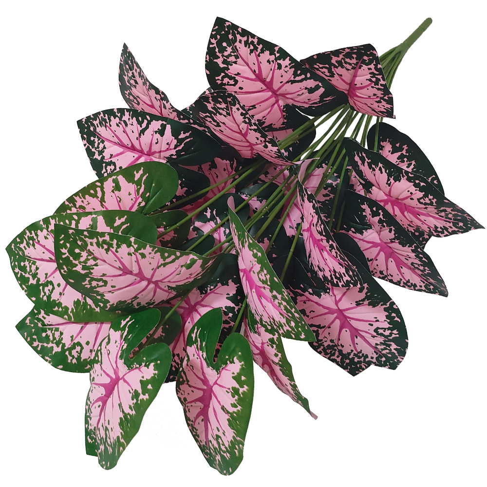 نباتات أوراق وردية بوعاء نباتا - مراجعة Snake Plant وسعره