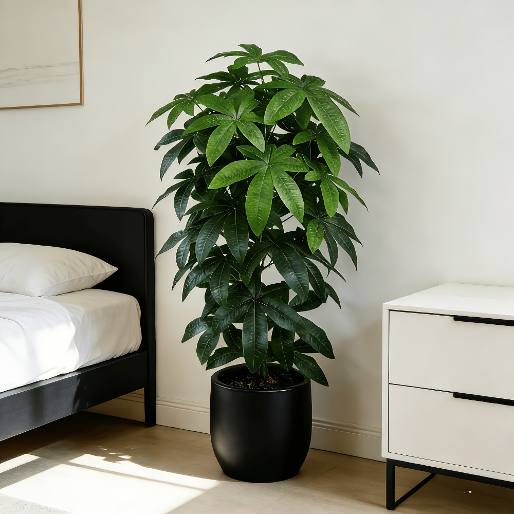 شجرة المال الاصطناعية (باشيرا  - مراجعة Snake Plant وسعره